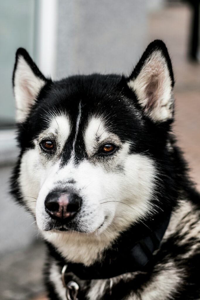 kieran-white-NKN25UfGfkQ-unsplash