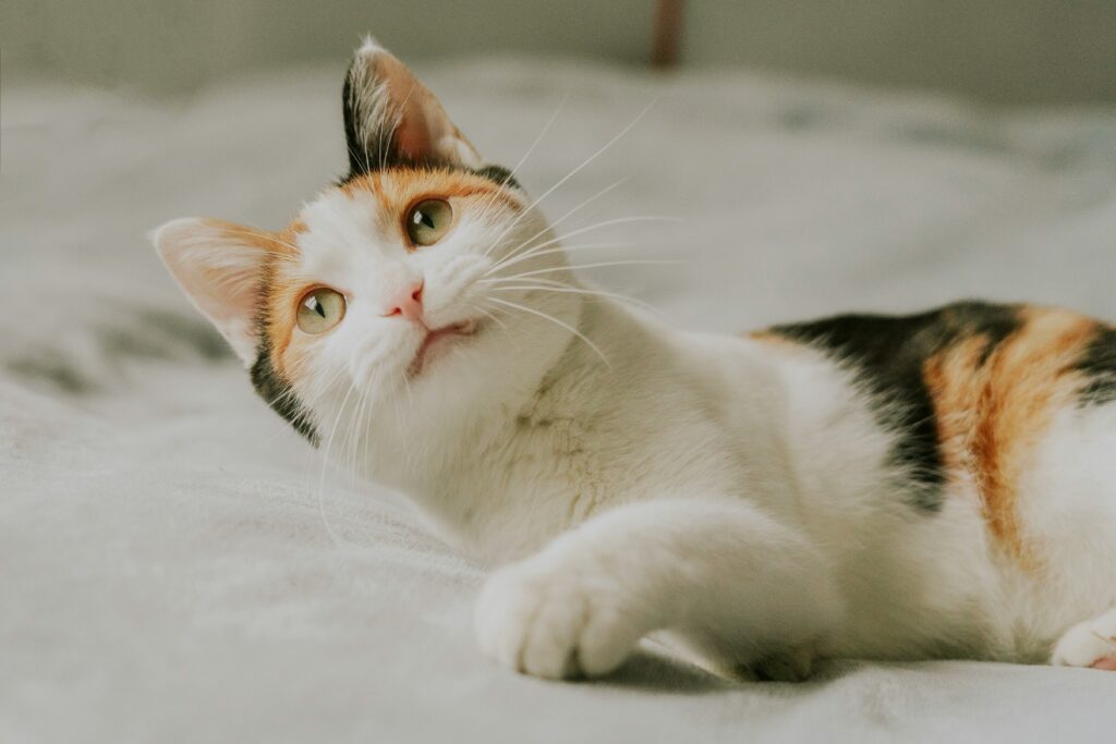alvan-nee-GoqMTQFiAyY-unsplash