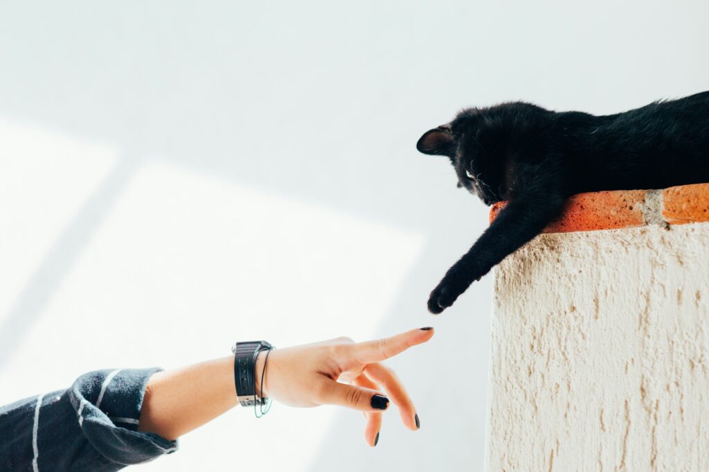 humberto-arellano-N_G2Sqdy9QY-unsplash Jessheim Dyreklinikk