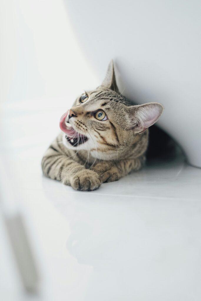 mathilde-langevin-RTwl0t0V5zk-unsplash