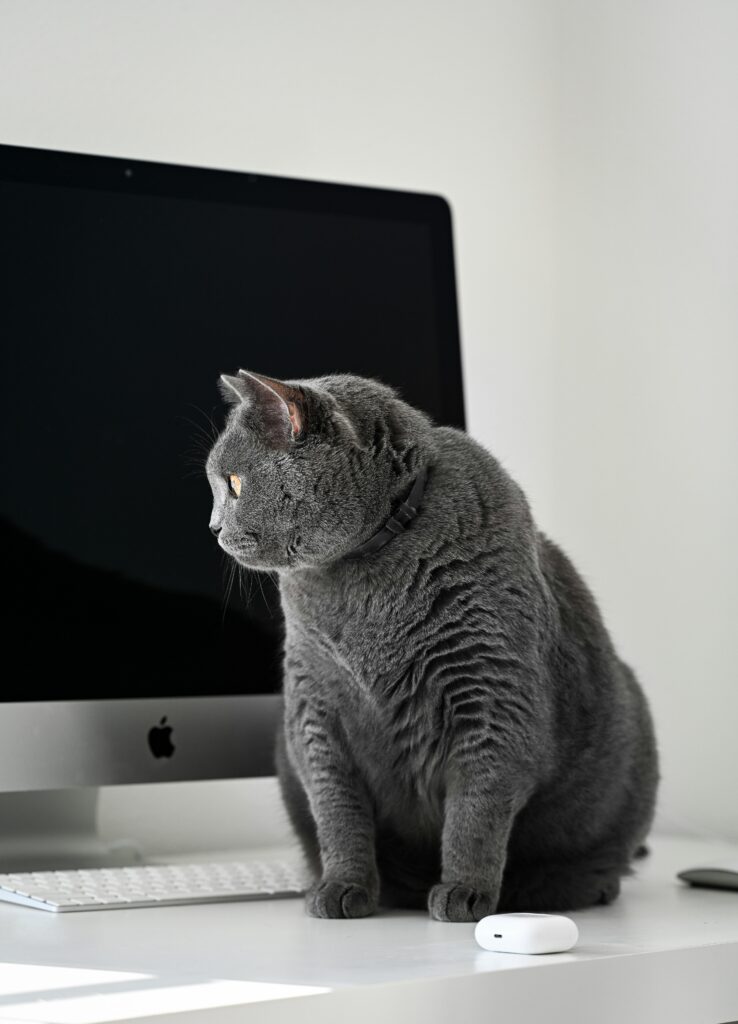 Banta katt