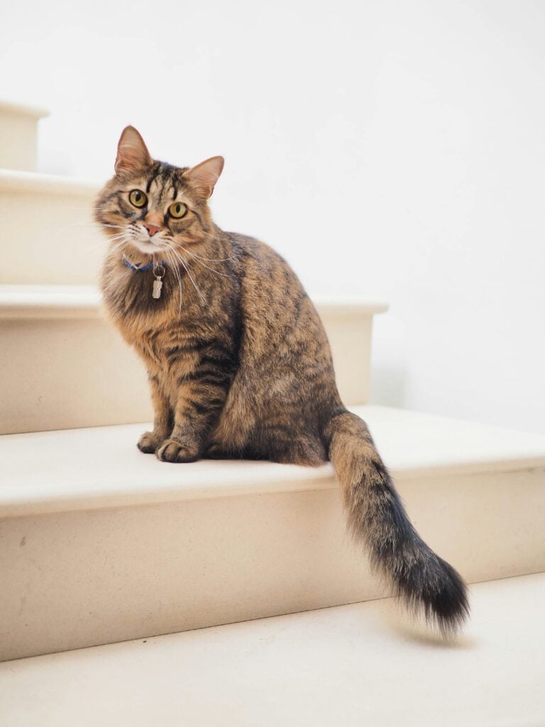 kattnamn för hane