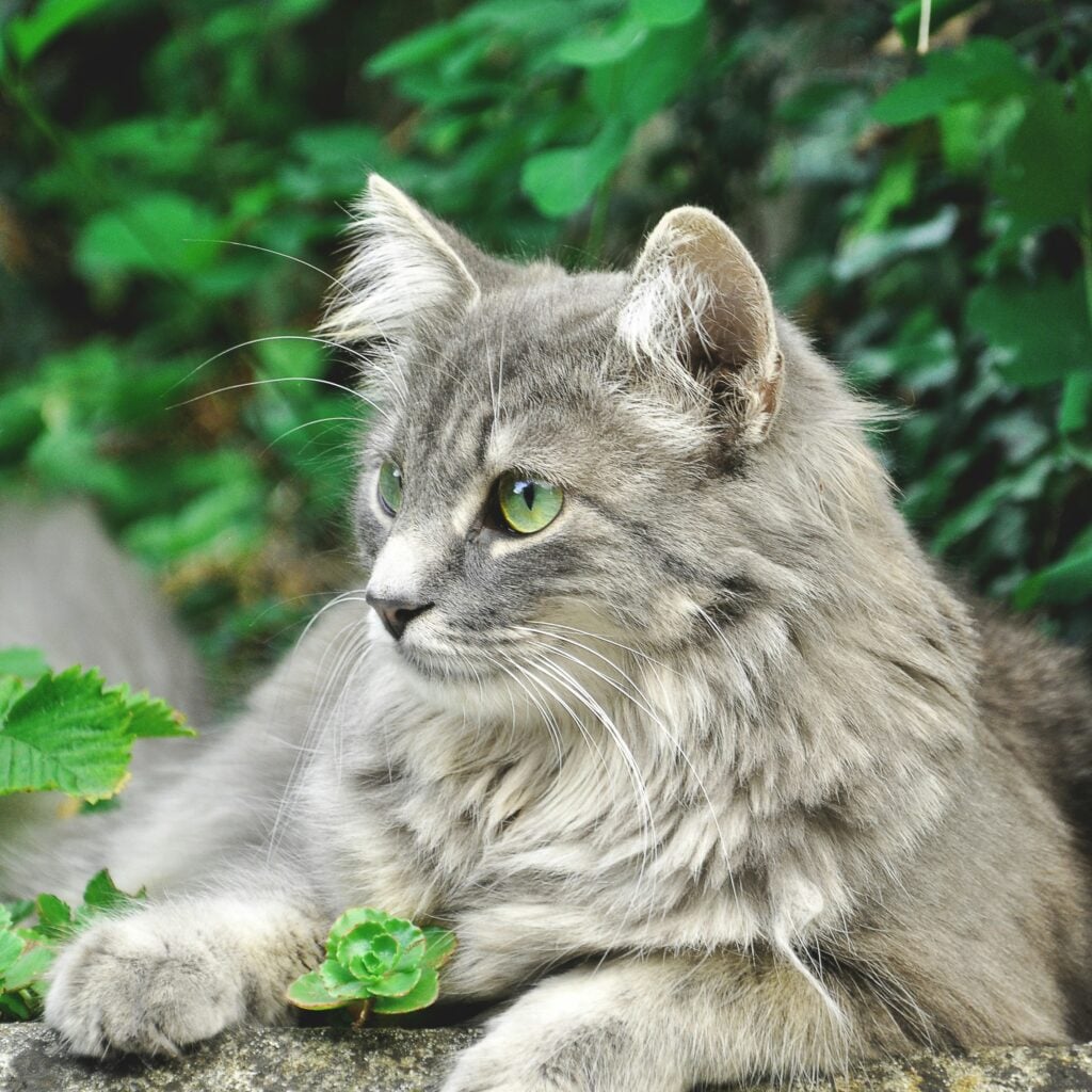 p-piller för katt