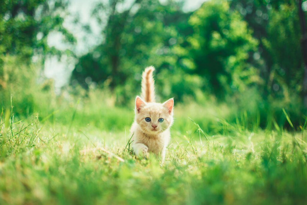 kattungens utveckling