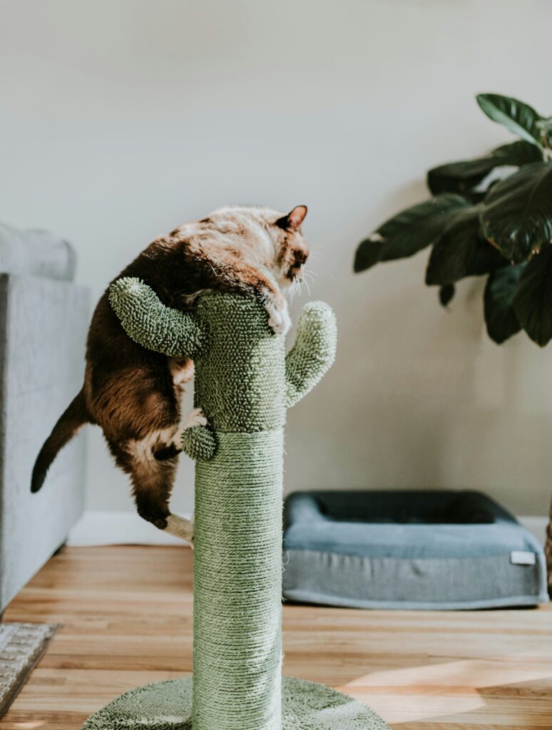 kattsäkra hemmet