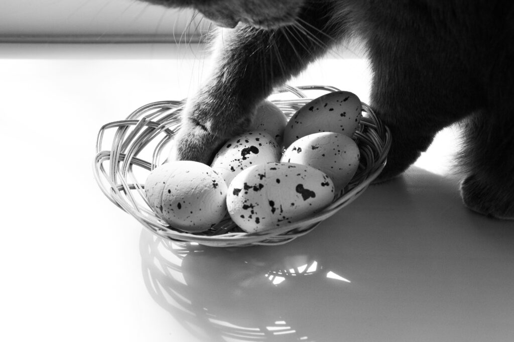 Kan katter äta ägg? katt som äter ägg