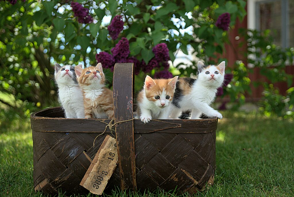 Kattnamn