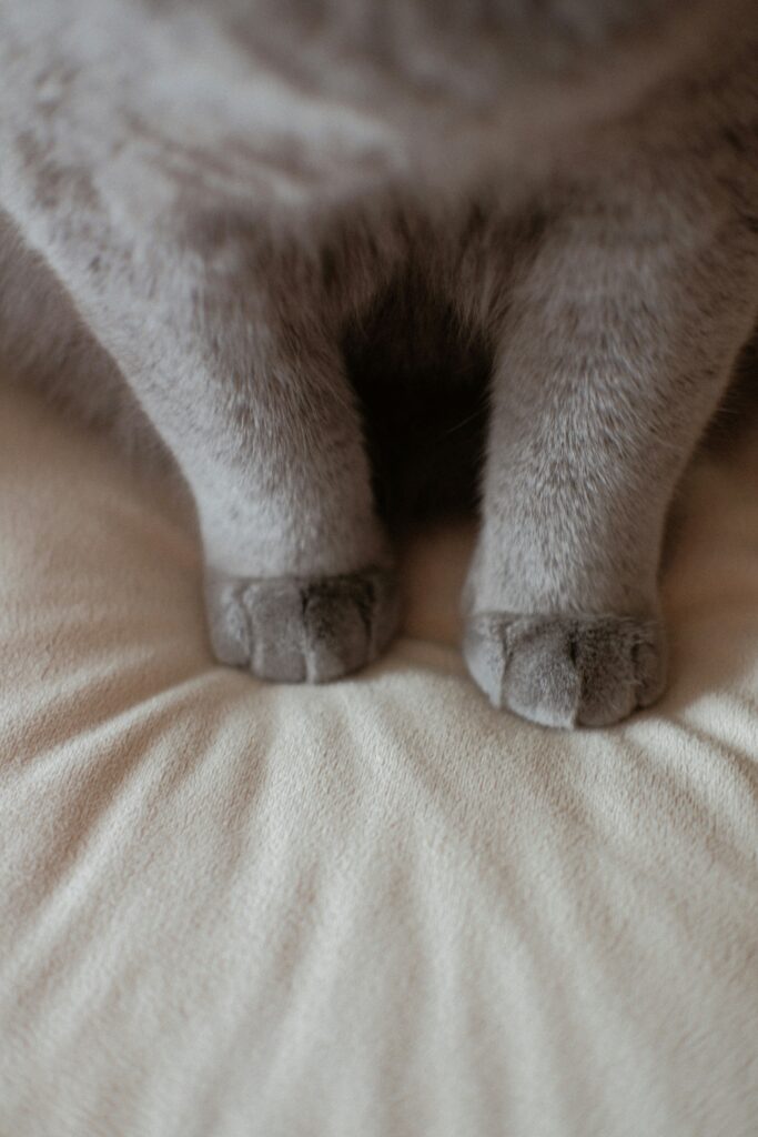 klippa klor på katt
