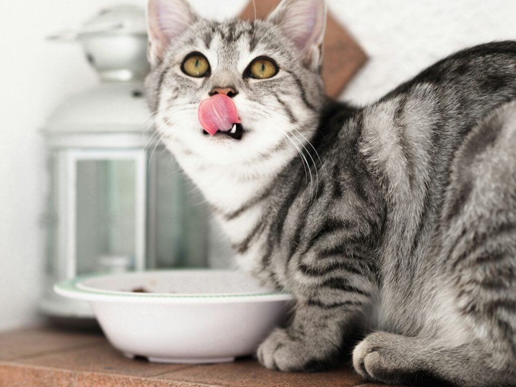 Kan katter äta leverpastej?