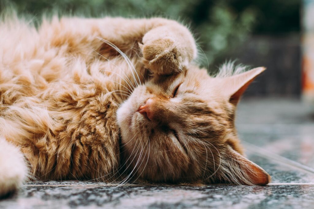 hårbollar hos katt