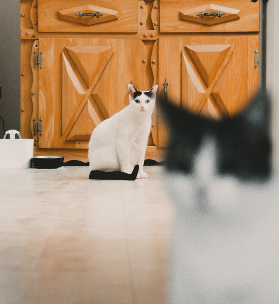 katt i lägenhet