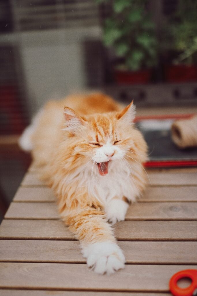tandhygien för katt