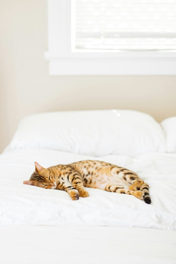 skonkost för katt