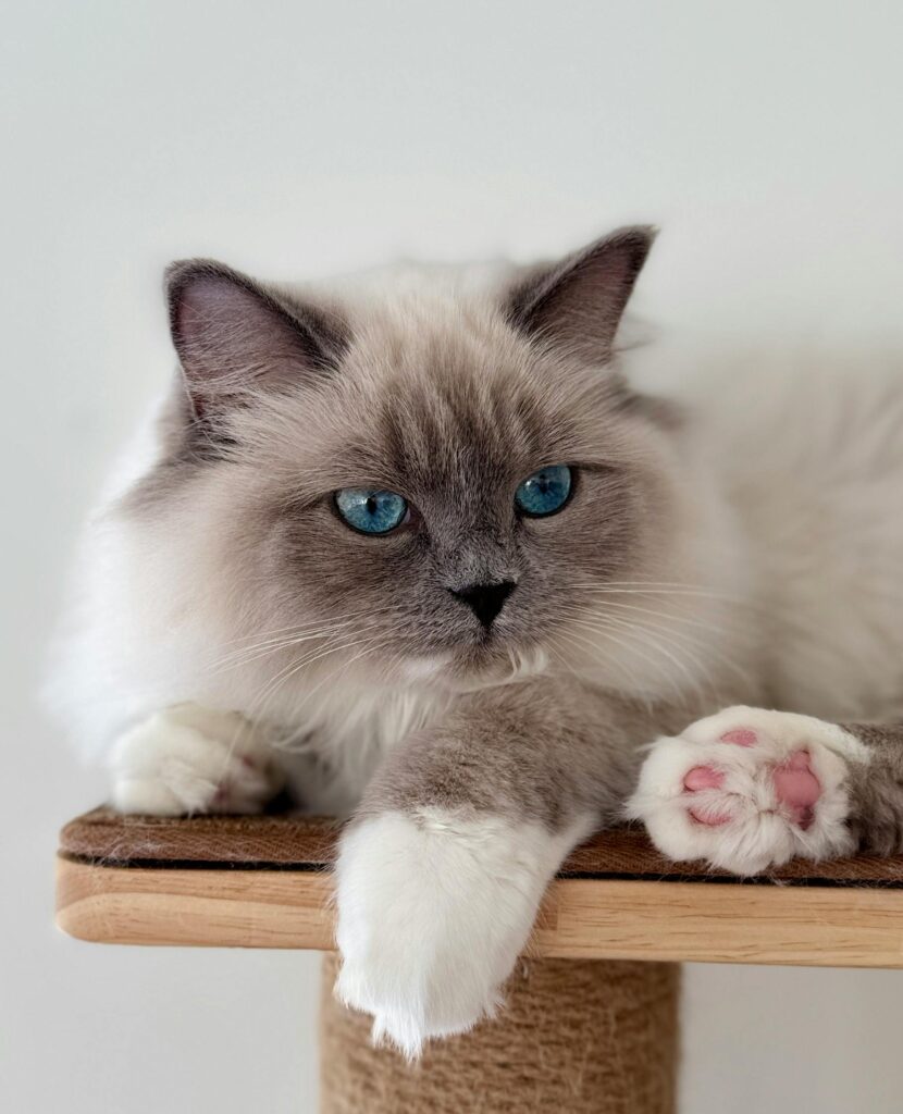 Kattnamn för hona