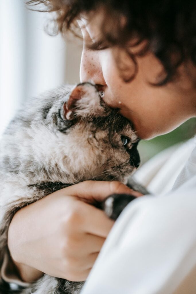 kostnad för katt