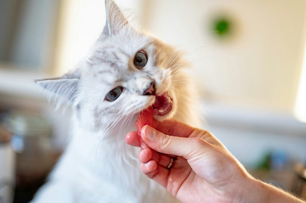 Kan katter äta vattenmelon? Katt som äter vattenmelon