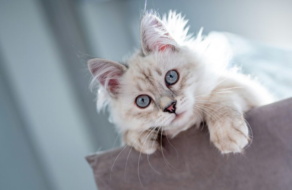 skaffa katt
