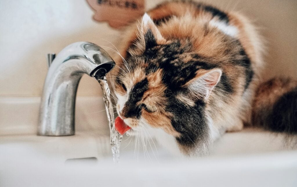 vätskeersättning för katt
