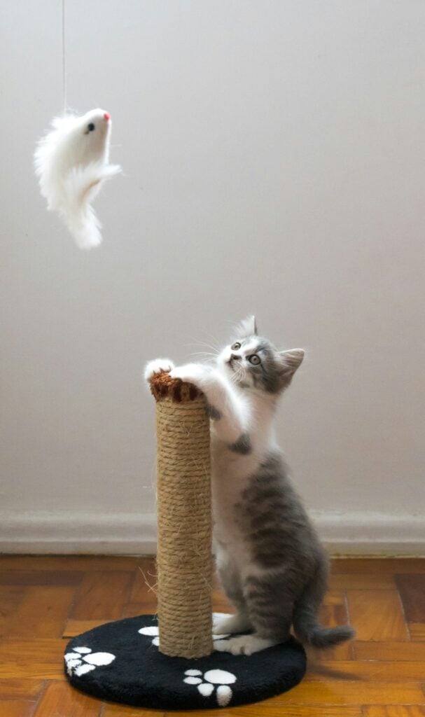 aktivera din katt