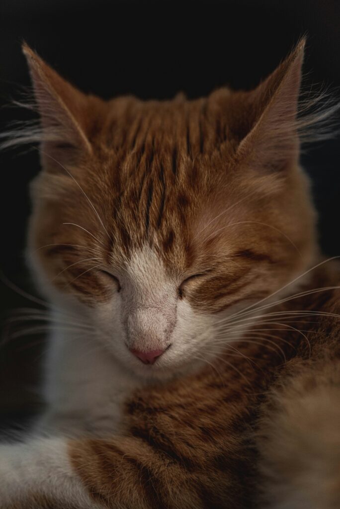 FIP hos katt