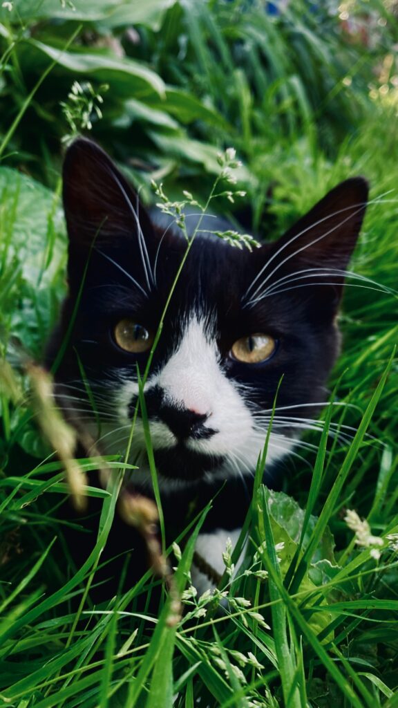 Fästingar på katt