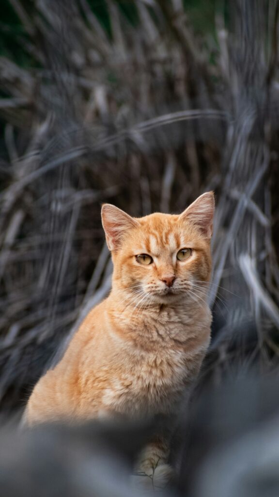 Urinvägsinfektion hos katt