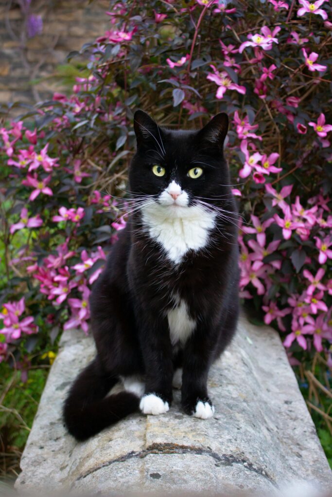släppa ut katten