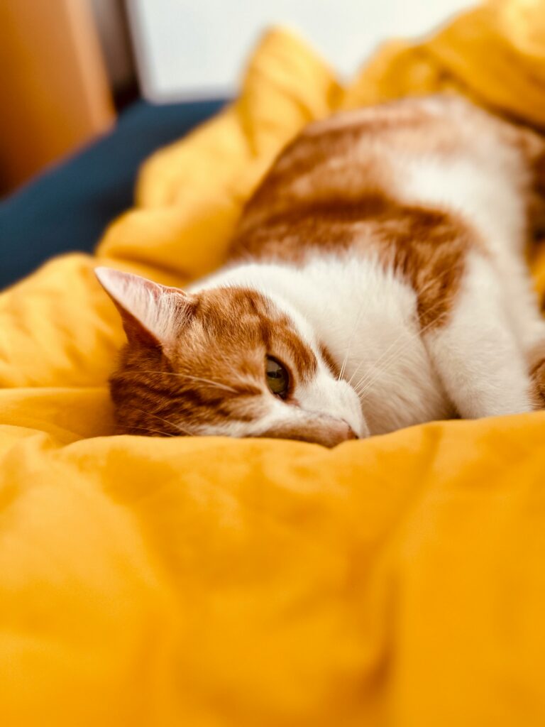 diabetes hos katt