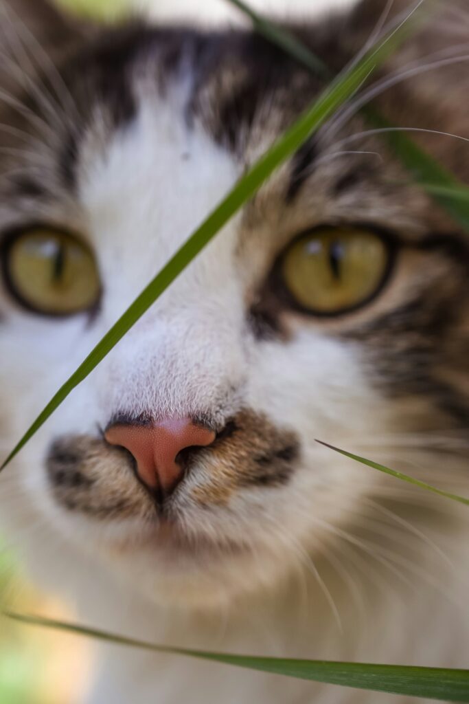 Snuva hos katt