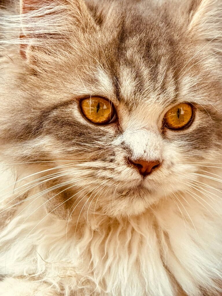 ögoninflammation hos katt