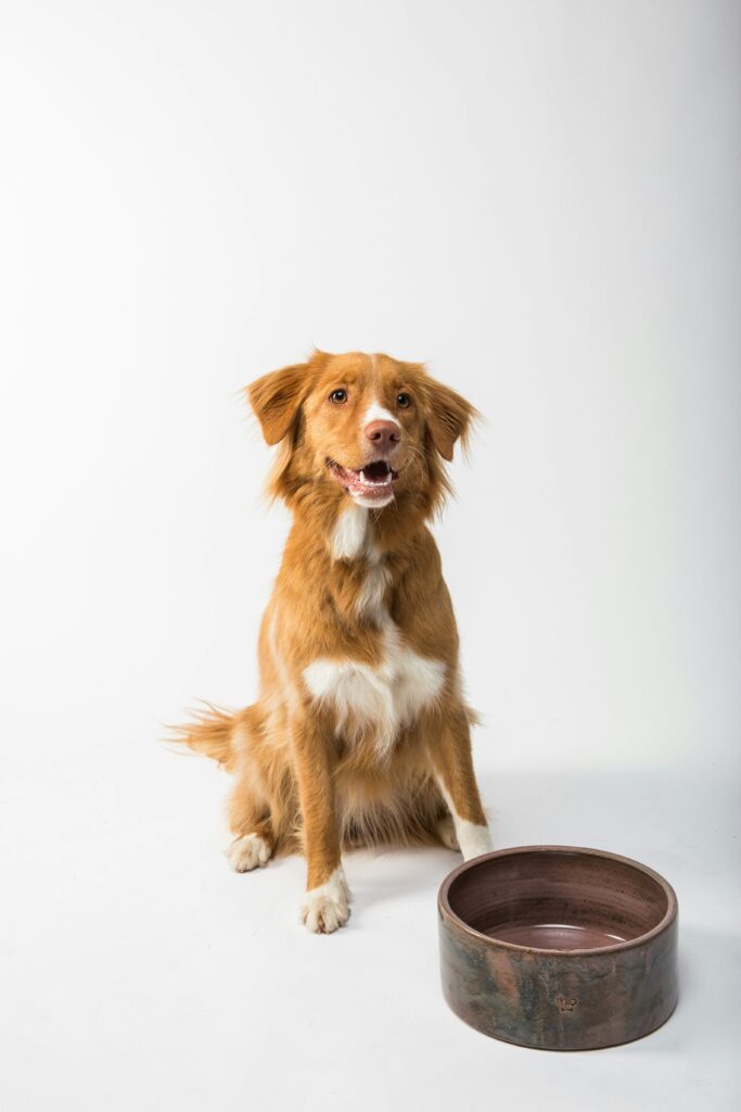 flouffy--dMO9Dm-gkU-unsplash Kan hundar äta jordgubbar